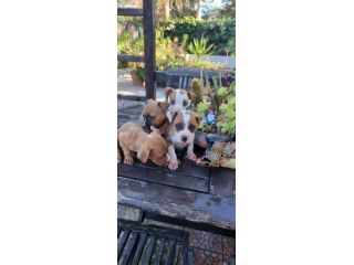 Cuccioli Amstaff con pedigree ENCI