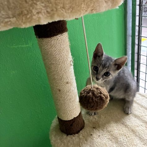 Perla, dolce gattina cerca casa - Foto 3