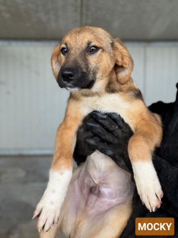 CUCCIOLI IN ADOZIONE : MOCKY GIOIOSO E CURIOSO TG MEDIA - Foto 3