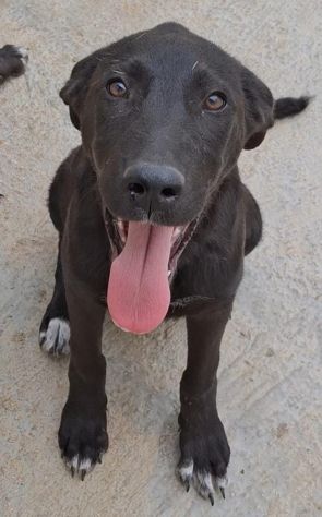 CUCCIOLA NERA – 4 MESI Futura taglia media IN CANILE - Foto 3