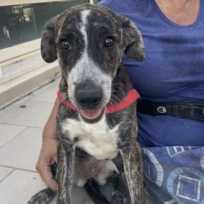 ELSA SPLENDIDA CUCCIOLA IN ADOZIONE