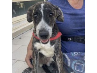 ELSA SPLENDIDA CUCCIOLA IN ADOZIONE