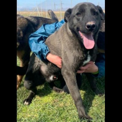 LEO, simil labrador, CANE IN ADOZIONE