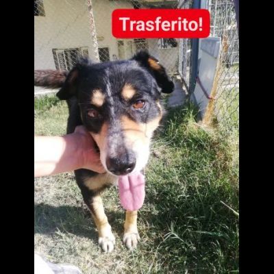 UN'OCCASIONE ANCHE PER GATSBY CAGNOLINO IN ADOZIONE - Foto 2