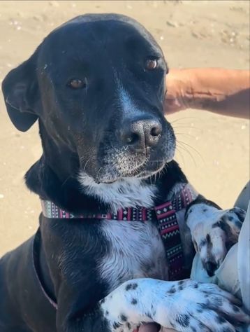 Sasha: giovane mix Amstaff. Adozione o stallo - Foto 6