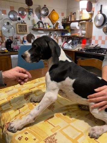 Pointer Inglese con Pedigree - Foto 6