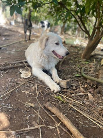 Marella cucciola - Foto 5