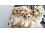 maltipoo toy