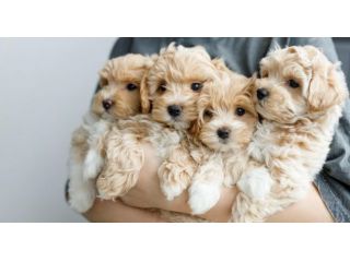 maltipoo toy