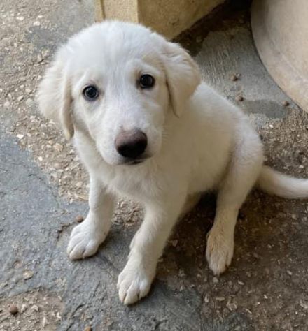 CUCCIOLE 3,5 MESI taglia media - Foto 3