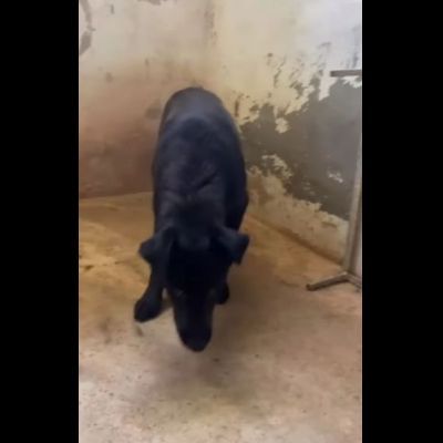 UN MIRACOLO PER BOMBOLO CANE IN ADOZIONE - Foto 7