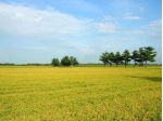33 ha di sola TERRA - Provincia di NO