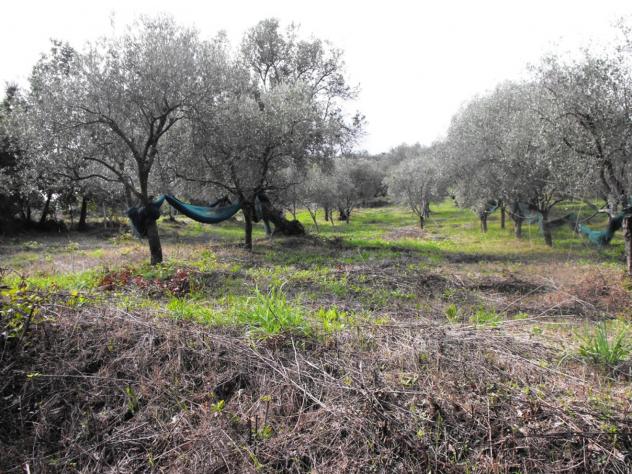 Agricolo in Località Caselle - Foto 13