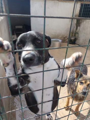 SILVESTRO DESIDERIO DI CAREZZE CANE IN ADOZIONE - Foto 3