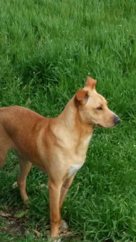 MINO, socievole cagnolino amico dei bambini - Foto 6