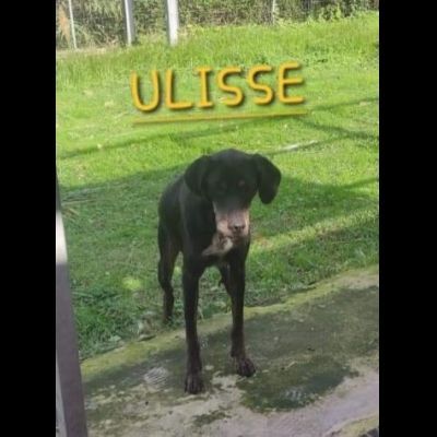 ULISSE UN MIRACOLO D'AMORE CANE IN ADOZIONE - Foto 2
