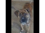 KARIN PICCOLA DELIZIOSA MAMMINA, CANE IN ADOZIONE