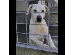 NEVE; SPLENDIDA CAGNOLONA, DIMENTICATA IN CANILE,  IN ADOZIONE