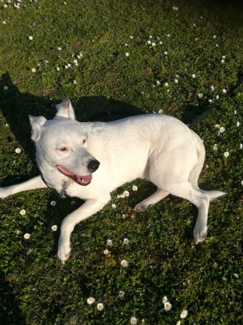 DYLAN, splendido ed equilibrato - Foto 2