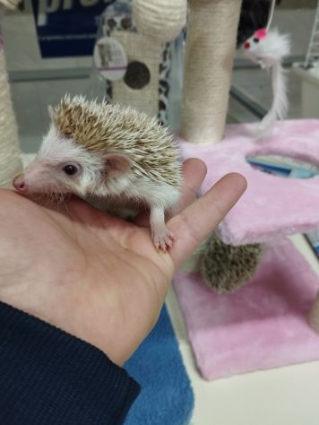 Ricci africani piccoli