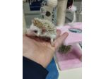 Ricci africani piccoli