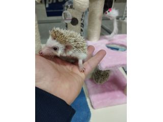 Ricci africani piccoli