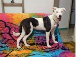 Willow taglia media 18 kg