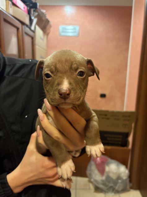 cuccioli di pitbull - Foto 6