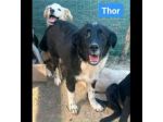 ALBA  BLACK  THOR  IVAN  CUCCIOLI IN ADOZIONE