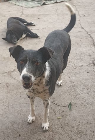 Kika - Foto 4