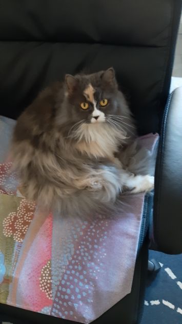 Cat sitter Milano - Foto 3