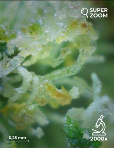 Gorilla Glue - Foto 5