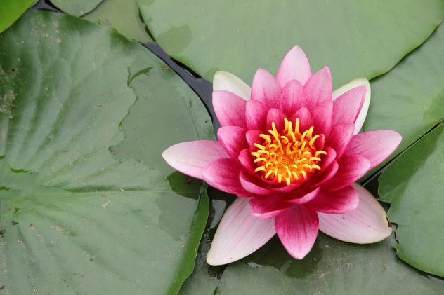 Piante acquatiche fitodepuranti,ossigenanti,ombreggianti per laghetti e acquari - Foto 2