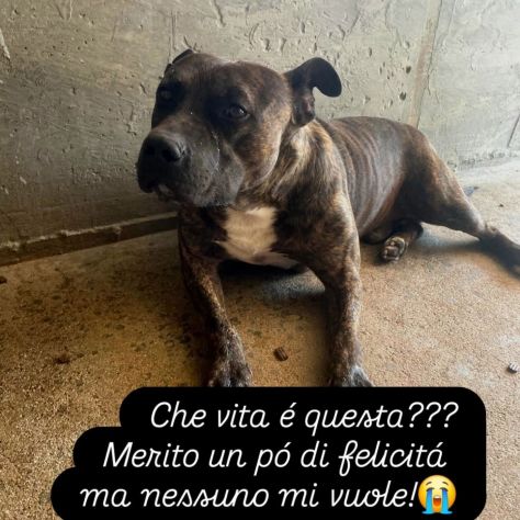 Zaza' ha un' indole meravigliosa, affettuoso cane in adozione 20 kg di tenerezza
