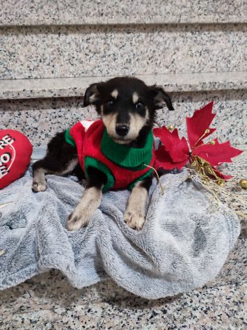 Regalo cucciola incrocio pastore tedesco - Foto 3