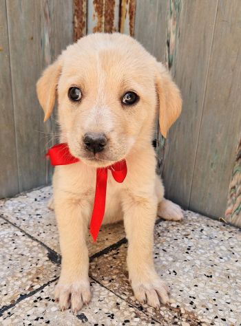 QUANTA TRISTEZZA NEGLI OCCHI DI PHOEBE! - Foto 10