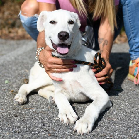 DONATO, 6 MESI E MEZZO (20/03/26), TAGLIA MEDIO/GRANDE, CERCA CASA . - Foto 3