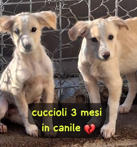 CUCCIOLI 3 MESI TAGLIA MEDIA Sono in canile… - Foto 2