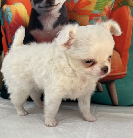 Chihuahua mini toy - Foto 2
