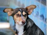 Wendy, taglia piccola: cagnolina carina e delicata