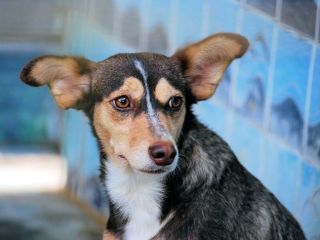 Wendy, taglia piccola: cagnolina carina e delicata