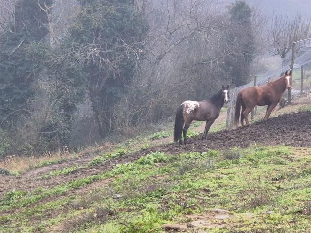 RUSTICO CASALE INDIPENDENTE CO 7 ETTARI DI TERRENO ADIACENTI FRA VICCHIO E BORGO SAN LORENZO (FIRENZE - Foto 8