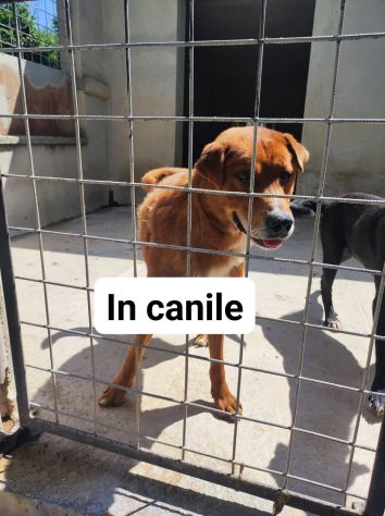 HACKITO, L' AMORE OLTRE LA VITA, CAGNOLINO IN ADOZIONE - Foto 3