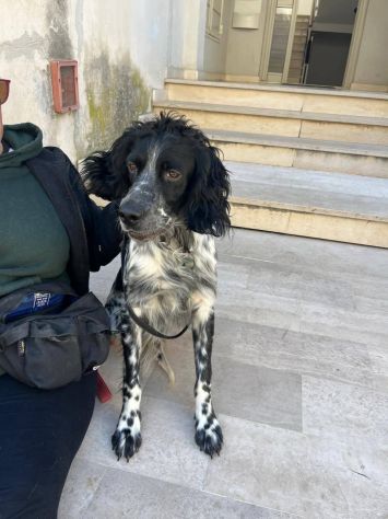 DOLLY cerca coccole e carezze, CAGNOLINO IN ADOZIONE - Foto 4