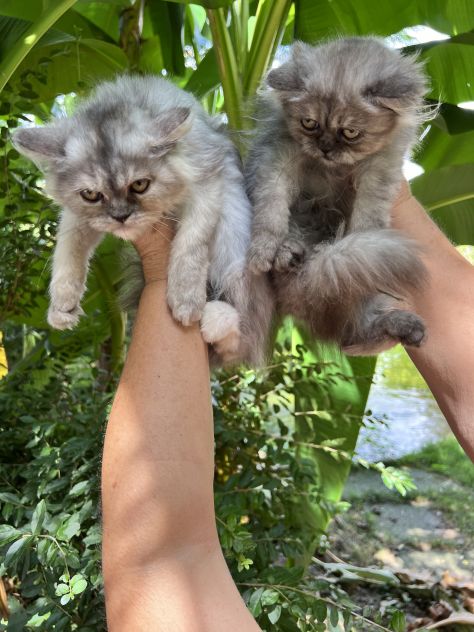 Gattini Persiani - Foto 2