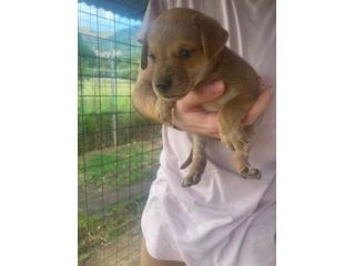 Romeo cucciolo