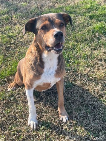 YAGO: SPLENDIDO CAGNOLONE DA ADOTTARE SUBITO - Foto 2