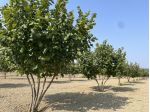Terreno agricolo