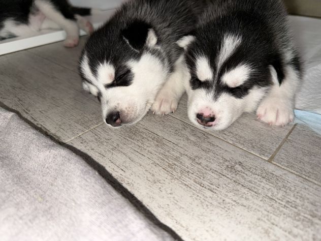 Cuccioli di husky - Foto 6