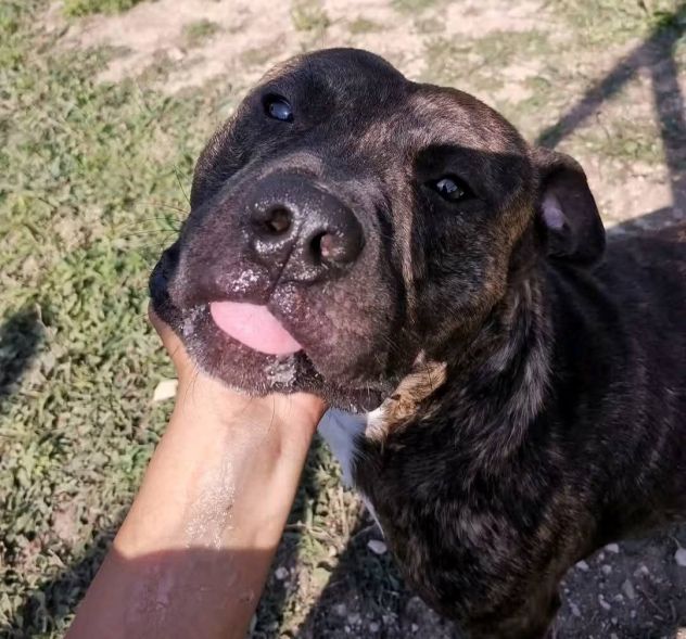 Zaza' ha un' indole meravigliosa, affettuoso cane in adozione 20 kg di tenerezza - Foto 8